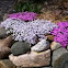 Creeping phlox