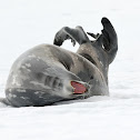 Weddell seal