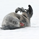 Weddell seal
