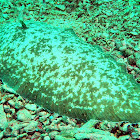 White-margined Sole