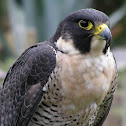 Peregrine Falcon