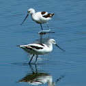 American Avocet