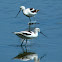 American Avocet