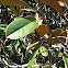 Southern Magnolia