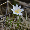 Wood Anemone