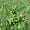 Orange Hawkweed