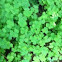Large clovers