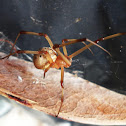 Widow Brown