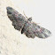 Brown Carpet Moth