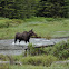 Moose