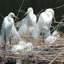 Great Egrets (nesting)
