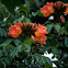 African Tulip Tree