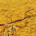 Northern Watersnake