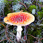 Fly agaric
