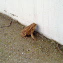 Common toad