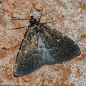 Glossy black idia