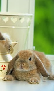 How to mod Rabbit Wallpaper Free 1.0 unlimited apk for laptop