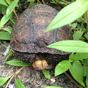 Gopher Tortoise