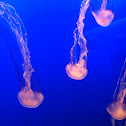 Medusa Jellyfish