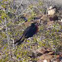 frigatebird