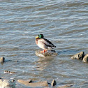 Mallard Duck
