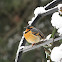 Varied Thrush
