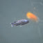 Cichlid