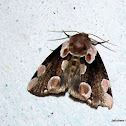 Peach Blossom moth