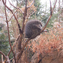 American Porcupine