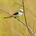 Scissor-tailed Flycatcher