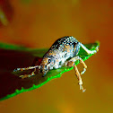 Muddy Weevil