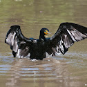 Double-crested Cormorant