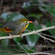 Red-billed Leiothrix