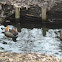 Mandarin Duck