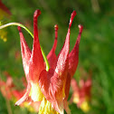 Columbine- probably Eastern