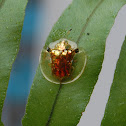 GOLDEN TORTOISE BEETLE