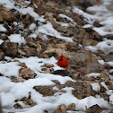 Cardinal