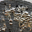 Tree fungus
