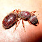 Red ant