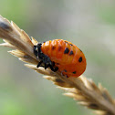 Ladybird pupa