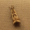 Elegant Grass-veneer Moth