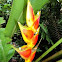 Heliconia