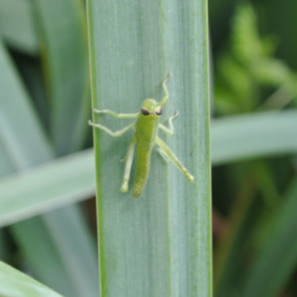 Spotting Image 1