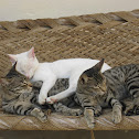 Indian Cat