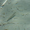 uncertain fish