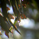 Monarch Butterflies