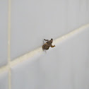 Small Moth?