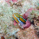 Blue-lined Sabertooth Blenny