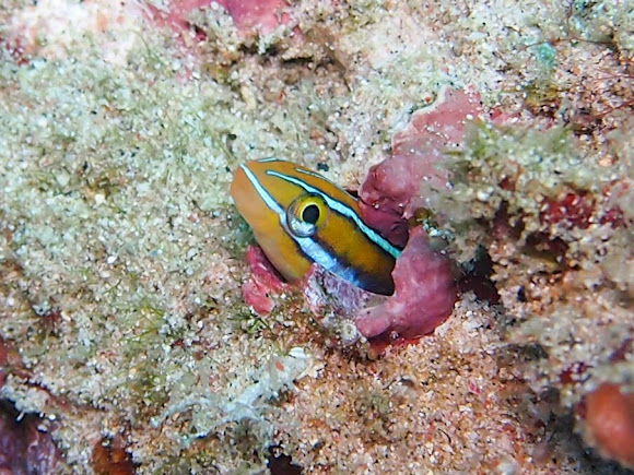 Spotting Image 1