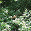 American Robin (juvenile)